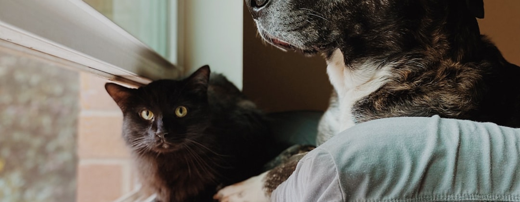 pet friendly apartments