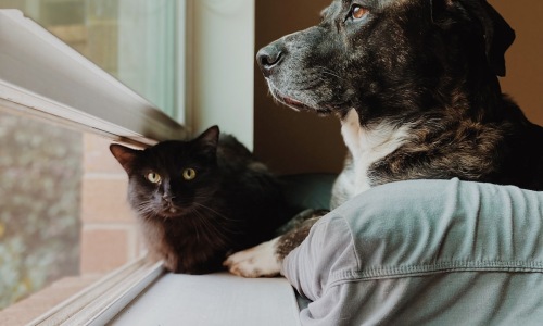 pet friendly apartments