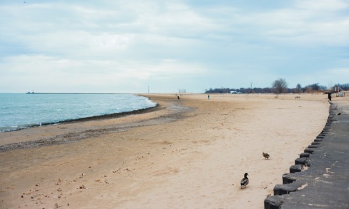 Montrose Beach with Chicago skyline - apartments near montrose beach