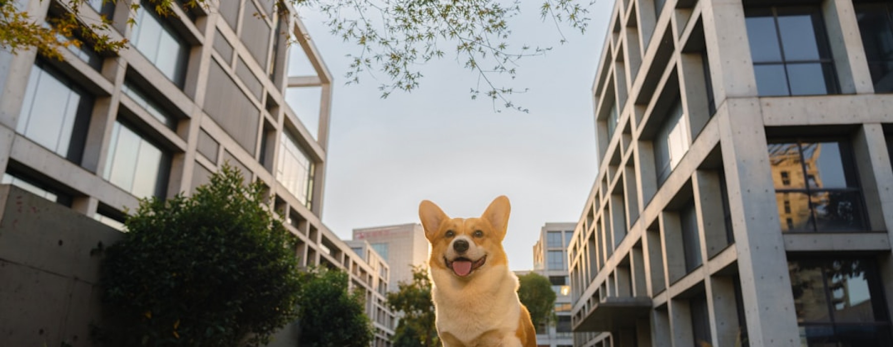 Uptown pet-friendly apartments
